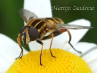 Citroenpendelvlieg [Helophilus trivittatus]